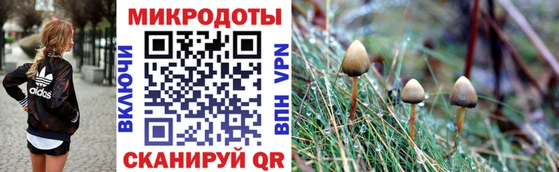 Галлюциногенные грибы Psilocybine cubensis  Балтийск 