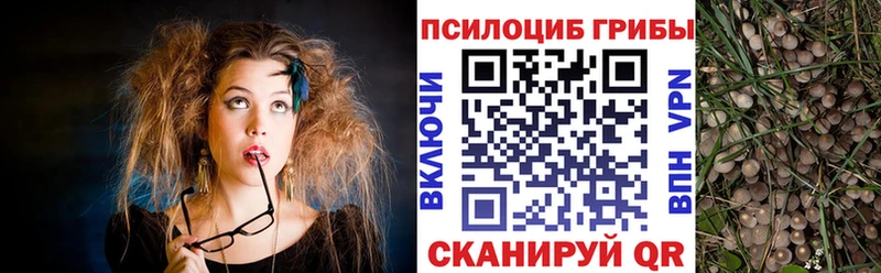 Псилоцибиновые грибы Psilocybine cubensis Балтийск